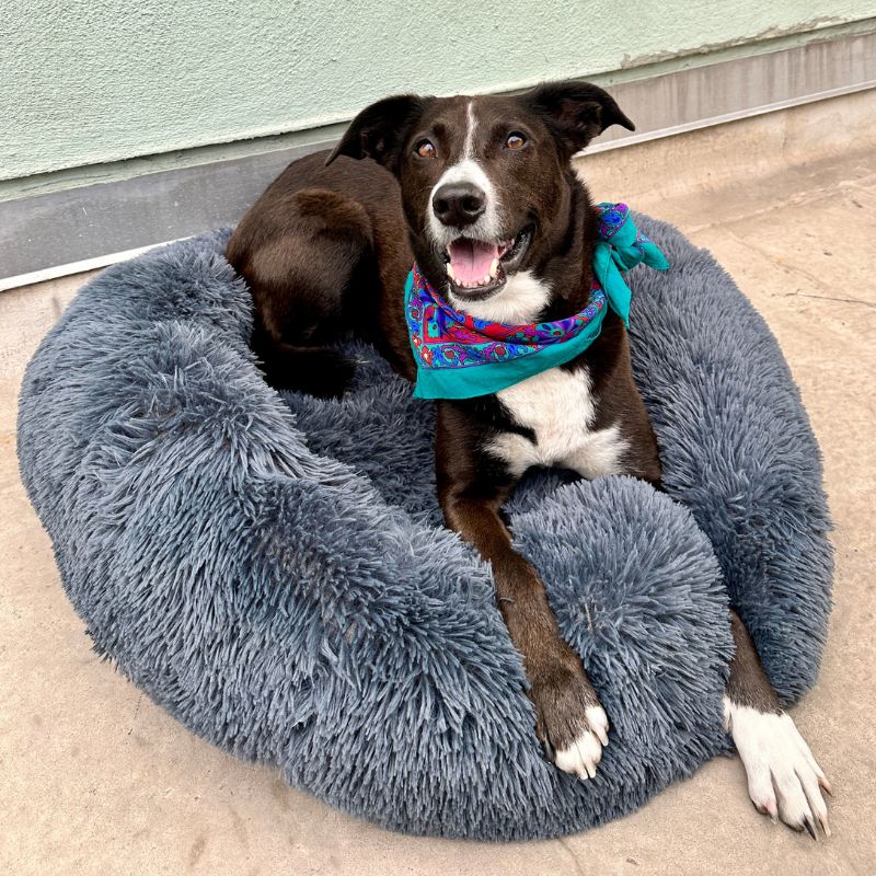 ChienCâlin™ - Coussin Anti-Stress Pour Chien